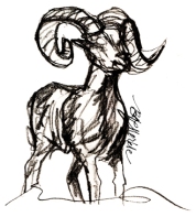Old sketches of bighorn sheep ram_cr