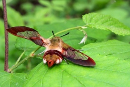 20130617_clearwing moth (5)
