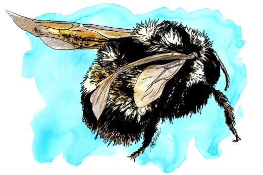 native bee & honey bee illustrations for citizen science project