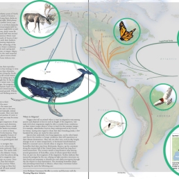Illustrations for this spread in "Wild Migrations: An Atlas of Wyoming's Ungulates"